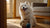 Can You Heat Up Wet Dog Food? What Every Dog Owner Should Know About Warming Meals