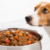 Can You Leave Canned Dog Food Out? Essential Guidelines for Pet Owners