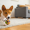 Can You Leave Wet Dog Food Out All Day? A Comprehensive Guide for Pet Owners