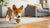 Can You Leave Wet Dog Food Out All Day? A Comprehensive Guide for Pet Owners