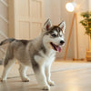 Can You Make Your Own Dog Food? A Comprehensive Guide to Homemade Canine Cuisine