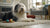Can You Microwave Dry Dog Food? Understanding the Benefits and Risks