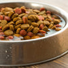 Can You Mix Dry Dog Food with Water? Exploring the Benefits and Considerations
