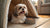 Can You Mix Freeze Dried with Kibble? A Comprehensive Guide for Pet Owners
