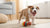 Can You Mix Grain and Grain Free Dog Food? What Every Dog Owner Should Know