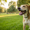 Can You Over Exercise Your Dog? Understanding the Balance for a Happy, Healthy Pet