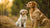 Can You Predict a Dog's Weight? Understanding Your Puppy’s Growth Potential