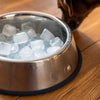 Can You Put Ice in a Dog's Water Bowl? Let's Unpack the Myths and Facts!