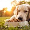 Can You Switch a Dog from Raw Food to Kibble? A Comprehensive Guide