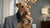 Can You Train a Dog Without Treats? Exploring Alternative Methods for Dog Training