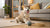 Chesapeake Bay Retriever Personality Traits: Understanding Your Loyal Companion