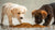 Choosing Between Dry or Wet Dog Food for Puppies: What Pet Owners Need to Know
