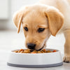 Choosing the Best Dog Food for Puppies: A Comprehensive Guide to Nourishing Your Furry Friend