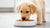 Choosing the Best Dog Food for Puppies: A Comprehensive Guide to Nourishing Your Furry Friend