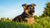 Choosing the Best Dog Food for Your German Shepherd Puppy: A Comprehensive Guide