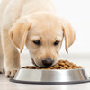 Choosing the Right Dog Food: Which Dog Food is Best for Labrador Puppy?