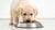 Choosing the Right Dog Food: Which Dog Food is Best for Labrador Puppy?