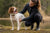 Common Brittany Health Problems and Prevention Tips