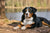Common Greater Swiss Mountain Dog Health Problems
