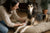 Common Saluki Health Problems and Care Tips