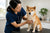 Common Shiba Inu Health Problems and How to Manage Them
