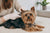 Common Yorkshire Terrier Health Problems and Care Tips