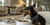 Which Ollie Recipe Does Your Dog Like the Best? A Guide to Tailoring Fresh Meals for Your Pup