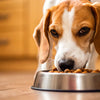 How to Make My Dog Eat More Food: 12 Expert Strategies