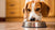 Creative Solutions for When You Wonder How to Make My Dog Eat More Food
