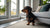 Dalmatian Health Problems: What Every Owner Should Know to Keep Their Spotted Friend Healthy