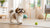 Dalmatian Personality Traits: What Makes This Iconic Breed Unique?