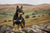 Defining Lancashire Heeler Personality Traits