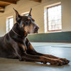 Dehydrated Dog Food vs Kibble: Understanding the Best Options for Your Canine Companion