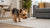 Delicious and Easy Cheese Dog Treat Recipe for Your Furry Friends