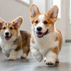 Delicious and Nutritious: Homemade Yogurt Dog Treats for Your Furry Friend