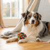 Delicious and Nutritious Homemade Healthy Dog Treats