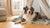 Delicious and Nutritious Homemade Healthy Dog Treats