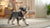 Delicious Bacon Dog Treats Recipes Your Pup Will Love