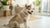 Delicious Homemade Treats for Dogs with Allergies