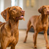Delicious Homemade Turkey Dog Treats: A Simple Guide for Happy Pups