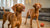 Delicious Homemade Turkey Dog Treats: A Simple Guide for Happy Pups