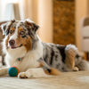 Delightful Homemade Dog Treats with Carrots: A Comprehensive Guide