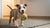 Delightful Sweet Potato Dog Treats Recipe for Happy Pups