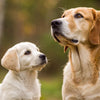 Determining the Right Time for Puppies to Transition to Adult Dog Food