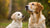Determining the Right Time for Puppies to Transition to Adult Dog Food