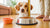 Determining Your Dog's Daily Food Intake: An In-Depth Guide-140211716335