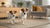 Discovering Borzoi Personality Traits: The Majestic Russian Wolfhound