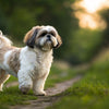 Discovering Lhasa Apso Personality Traits: A Comprehensive Guide for Dog Lovers