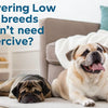Discovering Low-Energy Companions: What Dog Breeds Don’t Need a Lot of Exercise?
