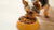 Discovering the Best Dry Dog Food for Yorkies: A Comprehensive Guide